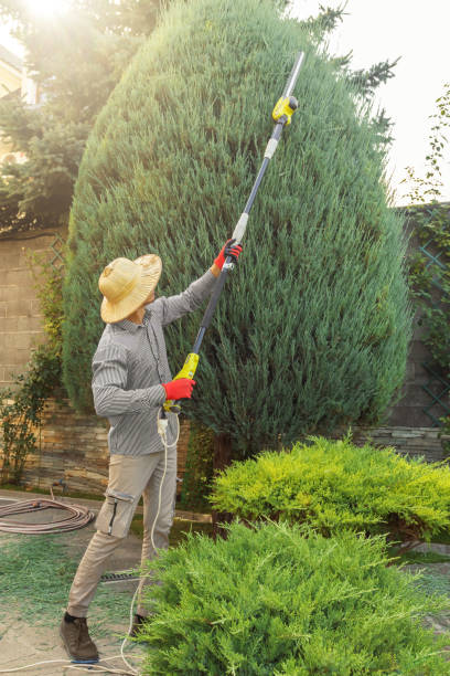 Best Local Tree Services  in Eutaw, AL